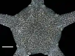 Diopederma daniana