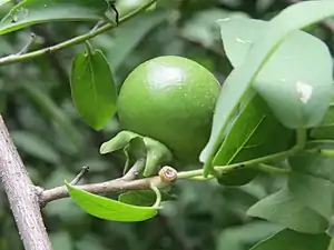 Fruits en août.