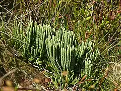 Lycopode des Alpes.