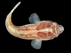 Diplecogaster bimaculata&nbsp;(en) (Gobiesociformes)