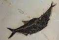 Diplomystus avalant un poisson.