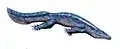 Diplovertebron punctatum