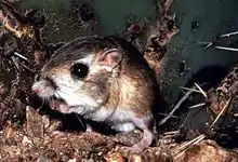 Sorte de petite souris, beige et blanc, avec des grandes pattes arrières
