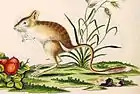 Gerboise aux pattes rugueuses