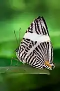 Colobura dirce