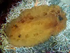 Discodoris pardalis