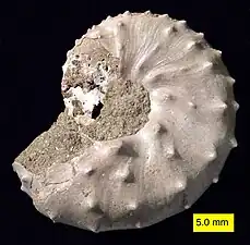 Discoscaphites iris du Crétacé supérieur.