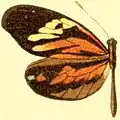 Dismorphia amphione discrepans femelle