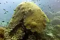Corail recouvrant Acropora