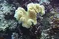 Sarcophyton