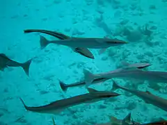 Un groupe de rémoras (Echeneis naucrates)