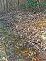 Le Doerrenbach photographié dans la forêt de Karlsbrunn.