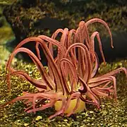 Dofleinia armata