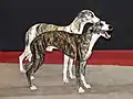 Deux whippets bringés
