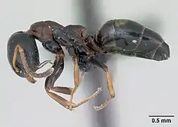 Dolichoderus quadripunctatus, ouvrière.