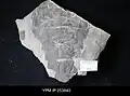 Un opisthosome incomplet de Dolichopterus macrocheirus.