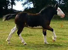 Jeune trait breton issu d'une mère testée SW-1, profil droit. Le ventre et la tête blancs, les quatre balzanes et l'asymétrie des marques sont bien visibles.