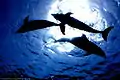 Dolphin Fantasy.