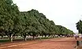 Avenue proche de la BR-010