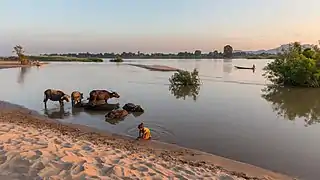 Berge au coucher du soleil depuis l'île de Don Puay. Paysage avec des arbustes immergés se reflétant dans le Mékong, des buffles d'Asie (Bubalus) se baignant, une fillette jouant dans le sable, et un pêcheur sur sa pirogue au loin. Décembre 2017.