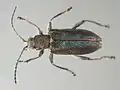 Donacia vulgaris.