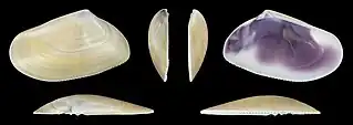Donax trunculus trunculusvalve gauche