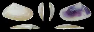 Donax trunculus trunculusvalve droite