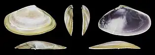 Donax trunculus adriaticusvalve gauche