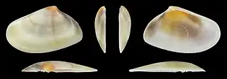 Donax trunculus trunculus var. flaveolusvalve gauche