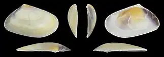 Donax trunculus trunculus var. flaveolusvalve droite
