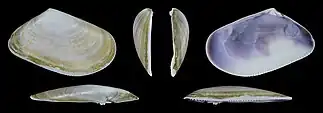 Donax trunculus trunculus var. subplanusvalve droite