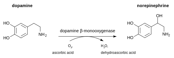 La Dopamine est converti à la noradrénaline par la dopamine, l'enzyme ß-hydroxylase. L'acide ascorbique sert de cofacteur.
