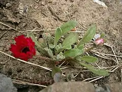 Jeune plante
