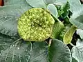 Inflorescence mâture de Dorstenia brasiliensis