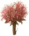 Fleurs