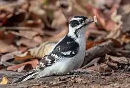 Un pic mineur femelle tenant une petite feuille dans son bec à Prospect Park, New York. Décembre 2021.