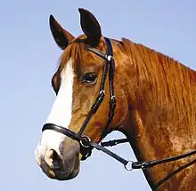 Tête d'un cheval roux avec bride noire.