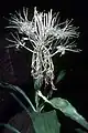 Dracaena sanderiana en fleur