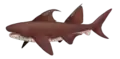 Dracopristis, un elasmobranche ctenacanthiforme.