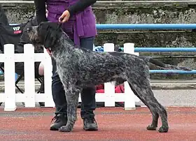 Chien d'arrêt allemand à poil dur