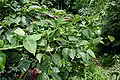 Dregea volubilis