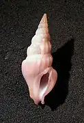 Drillia rosacea