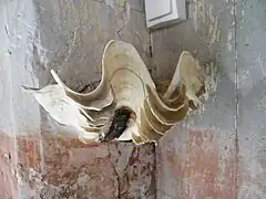 Bénitier.