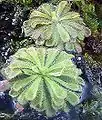 Drosera aliciae