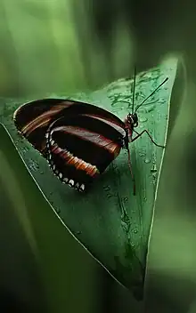 papillon
