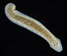 Dugesia subtentaculata