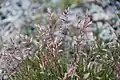 Dupontia psilosantha près de Longyearbyen
