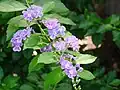 Feuilles et fleurs