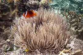 Heteractis crispa.