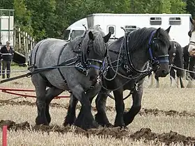 Paire de trait néerlandais